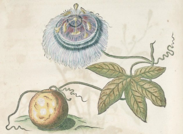 Albert Eckhout (?), ‘Passion fruit’ in "Historia naturalis Brasiliae…," by Willem Piso and Georg Margraf, 1648