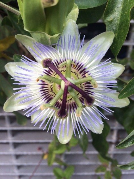 A passionflower